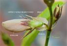  Flower - See Calyx